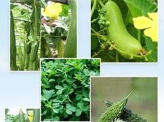 प्रदेश के किसानों की सब्जी क्रांति से न सिर्फ राज्य को आत्मनिर्भर बना रहे हैं, बल्कि अपनी उपज से देश और दुनिया के बाजारों में भी धूम मचा रहे हैं।