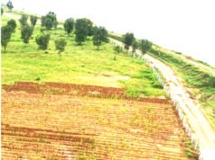 खस की खेती ने दिया आजीविका का नया रास्ता, नदी किनारे की बंजर भूमि से बदली 368 महिलाओं की किस्मत…