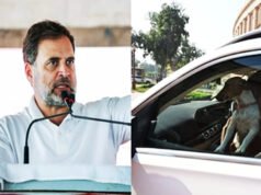 “आज कुत्ता ही मेन टॉपिक… संसद में कुत्ता लाए जाने पर हुए विवाद पर राहुल गांधी की प्रतिक्रिया”