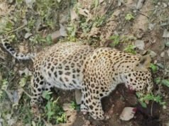 खैरागढ़ के मुढ़ीपार-कोपेनवागांव जंगल में मृत मिला तेंदुआ, अवैध शिकार की आशंका