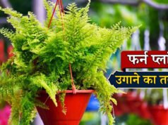 “Fern Plants: घर के खाली कोने में छा जाएगी हरियाली, जान लें फर्न पौधों को बढ़ाने के 5 सिंपल टिप्स”