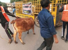 मवेशी धर-पकड़ अभियान में 7 मवेशी पकड़े, काजी हाउस में 6 मवेशियों की हुई नीलामी