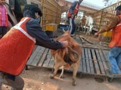 नगर निगम का मवेशी धर-पकड़ अभियान, 6 मवेशी पकड़े गए