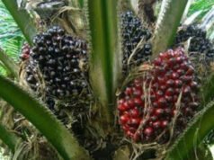 CG: एक एकड़ में सवा लाख रुपए का मुनाफा देने वाला पाम ऑयल की खेती…