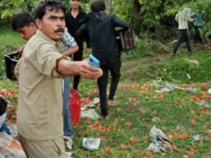 मुफ्त में बंट रहे टमाटर. बोरियां भर-भरकर ले गए लोग, हैरान कर देगी वजह…