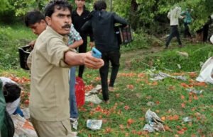 मुफ्त में बंट रहे टमाटर. बोरियां भर-भरकर ले गए लोग, हैरान कर देगी वजह…