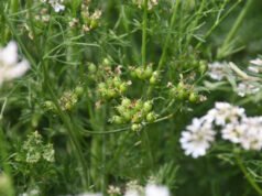 CG: दौलतराम ने ग्रीष्मकालीन धान के बदले लगाई धनिया की फसल…