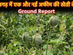 छत्तीसगढ़ में एक और जगह हो रही अफीम की खेती, मामला सामने आते ही मचा हड़कंप, रायगढ़ जिले में दूसरा मामला आया सामने…