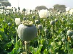 CG: ‘काला कारोबार छिपाने भाजपा नेता ने अपनाई थी ये तरकीब, अफीम की खेती की ये इनसाइड स्टोरी जान रह जाएंगे दंग’