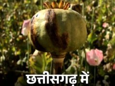CG: अफीम की अवैध खेती पर सभी कलेक्टरों को सर्वे कर 15 दिवस में प्रमाण पत्र सहित रिपोर्ट देने के निर्देश…