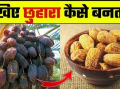 How To Make Dried Dates At Home: खजूर से घर में कैसे बना सकते हैं छुआरा, एक किलो के लिए चाहिए कितने खजूर?
