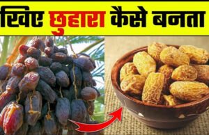 How To Make Dried Dates At Home: खजूर से घर में कैसे बना सकते हैं छुआरा, एक किलो के लिए चाहिए कितने खजूर?