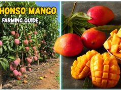 गैस की किल्लत से लेकर आम के एक्सपोर्ट तक, हम चुकाएंगे उनकी जंग की कीमत…