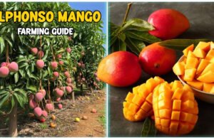 गैस की किल्लत से लेकर आम के एक्सपोर्ट तक, हम चुकाएंगे उनकी जंग की कीमत…