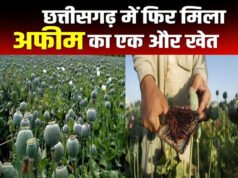 Illegal Afeem Farming: अफीम के पूरे साम्राज्य का भंडाफोड़! मास्टरमाइंड गिरफ्तार, सिंडिकेट के खुल रहे खौफनाक राज़…