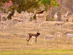 CG: बारनवापारा अभयारण्य में काले हिरणों का वैज्ञानिक पद्धति से पुनर्स्थापन: दो चरणों में 34 हिरणों को प्राकृतिक आवास में छोड़ा गया सुरक्षित…