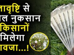 किसानों के लिए गुड न्यूज! ओलावृष्टि से हुए नुकसान की भरपाई करेगी सरकार, चेक करें कब तक आएगा पैसा?