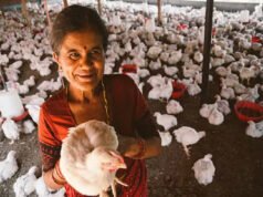 CG: 10,000 चूजों की क्षमता वाले एयर कंडीशनर मुर्गी फार्म, मुर्गी फार्म से लगभग 80 हजार से अधिक का मासिक आय कर रहे है अर्जित…