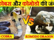 कोबरा के ‘सुपर विलेन’; 6 ऐसे जानवर, जिनमें ‘नागराज’ को नजर आते हैं ‘यमराज’