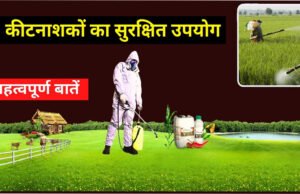 Pesticides Spraying Safety Tips: कीटनाशक छिड़कते वक्त जरूर बरतें ये सावधानी’