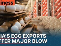 Egg City: हर दिन देश को 7 करोड़ अंडे देने वाला शहर, कतर से ओमान तक इनकी मांग…