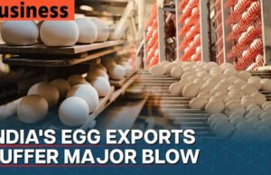 Egg City: हर दिन देश को 7 करोड़ अंडे देने वाला शहर, कतर से ओमान तक इनकी मांग…