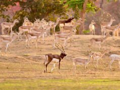 CG: वन विभाग की बड़ी उपलब्धि : बारनवापारा का रामपुर ग्रासलैंड फिर हुआ काले हिरणों से आबाद…