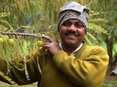 राजस्थान के इस शख्स ने 15 रुपये के आंवले से कमाए करोड़ों, सक्सेस स्टोरी कर देगी इंस्पायर…