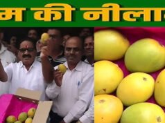 रोपणियों में रोपित आम फलबहार की नीलामी 15 एवं 20 अप्रैल को…