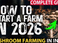 Mushroom Farming: दुनिया में सबसे ज्यादा कहां होती है मशरूम की खेती, जानें किस पायदान पर आता है India?