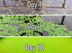 CG: नील हरित शैवाल फसलों के लिए सस्ता और टिकाऊ जैविक उर्वरक’