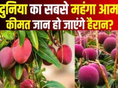 इस ‘फलों के राजा’ की सबसे महंगे आमों में होती है गिनती, जानिए नाम और खासियत’