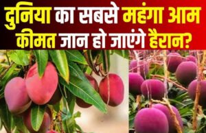 इस ‘फलों के राजा’ की सबसे महंगे आमों में होती है गिनती, जानिए नाम और खासियत’