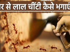 गर्मी शुरू होते ही घर में लाल चीटियों ने बना लिया है घर, इन तरीकों से रख सकते हैं दूर…