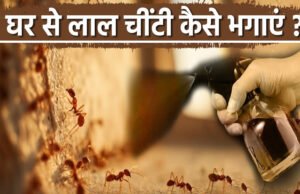 गर्मी शुरू होते ही घर में लाल चीटियों ने बना लिया है घर, इन तरीकों से रख सकते हैं दूर…