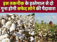 Cotton Cultivation Tips: खेत में इस ट्रिक के साथ उगाएं सफेद सोना, पूरे साल भारी रहेगी जेब…