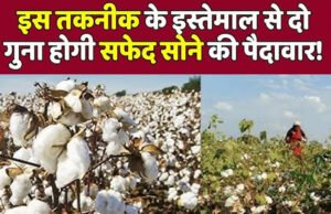 Cotton Cultivation Tips: खेत में इस ट्रिक के साथ उगाएं सफेद सोना, पूरे साल भारी रहेगी जेब…