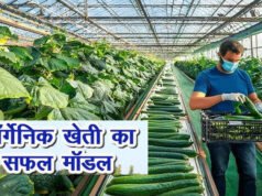 Organic Farming: खीरे की ऑर्गेनिक खेती से पलटी किस्मत, युवाओं के लिए मिसाल बनी यह मॉडर्न तकनीक…