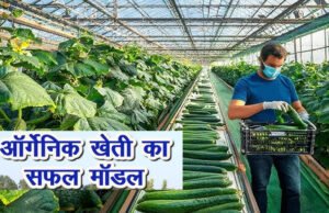 Organic Farming: खीरे की ऑर्गेनिक खेती से पलटी किस्मत, युवाओं के लिए मिसाल बनी यह मॉडर्न तकनीक…