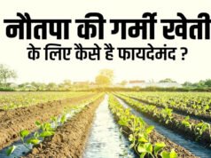 नौतपा की तपिश से कैसे करें फसलों की रक्षा? ये टिप्स आजमाए तो नहीं होगा नुकसान….