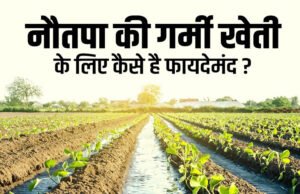 नौतपा की तपिश से कैसे करें फसलों की रक्षा? ये टिप्स आजमाए तो नहीं होगा नुकसान….