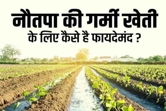 नौतपा की तपिश से कैसे करें फसलों की रक्षा? ये टिप्स आजमाए तो नहीं होगा नुकसान….