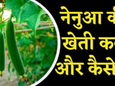 Nenua Farming Tips: कम लागत में बंपर मुनाफे के लिए नेनुआ की खेती…