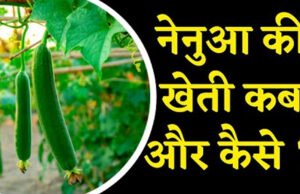 Nenua Farming Tips: कम लागत में बंपर मुनाफे के लिए नेनुआ की खेती…