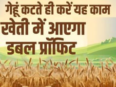 ‘गेहूं की कटाई के बाद खाली खेतों में ये काम करें किसान, सरकार देती है 90% सब्सिडी’