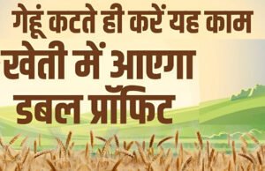 ‘गेहूं की कटाई के बाद खाली खेतों में ये काम करें किसान, सरकार देती है 90% सब्सिडी’