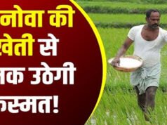 Quinoa Farming: विदेशी अनाज की खेती से मालामाल हो सकते हैं किसान, बाजार में बढ़ रही है डिमांड…