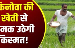 Quinoa Farming: विदेशी अनाज की खेती से मालामाल हो सकते हैं किसान, बाजार में बढ़ रही है डिमांड…