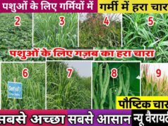 Diary Farming Tips: पशुओं के लिए वरदान हैं ये हरे चारे, मात्र 30-40 दिनों में तैयार होने वाली ये फसलें पशुओं को लू से बचाती हैं…