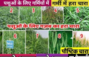 Diary Farming Tips: पशुओं के लिए वरदान हैं ये हरे चारे, मात्र 30-40 दिनों में तैयार होने वाली ये फसलें पशुओं को लू से बचाती हैं…